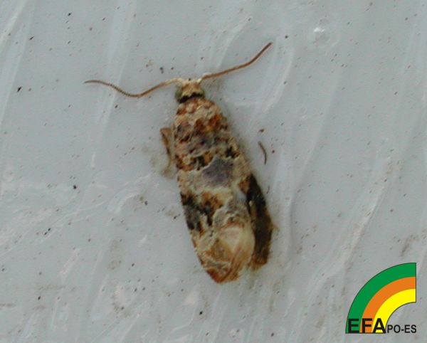 Polilla del Racimo - Grapevine moth - Couza do acio >> Lobesia botrana - Adultos de Lobesia botrana_2.jpg